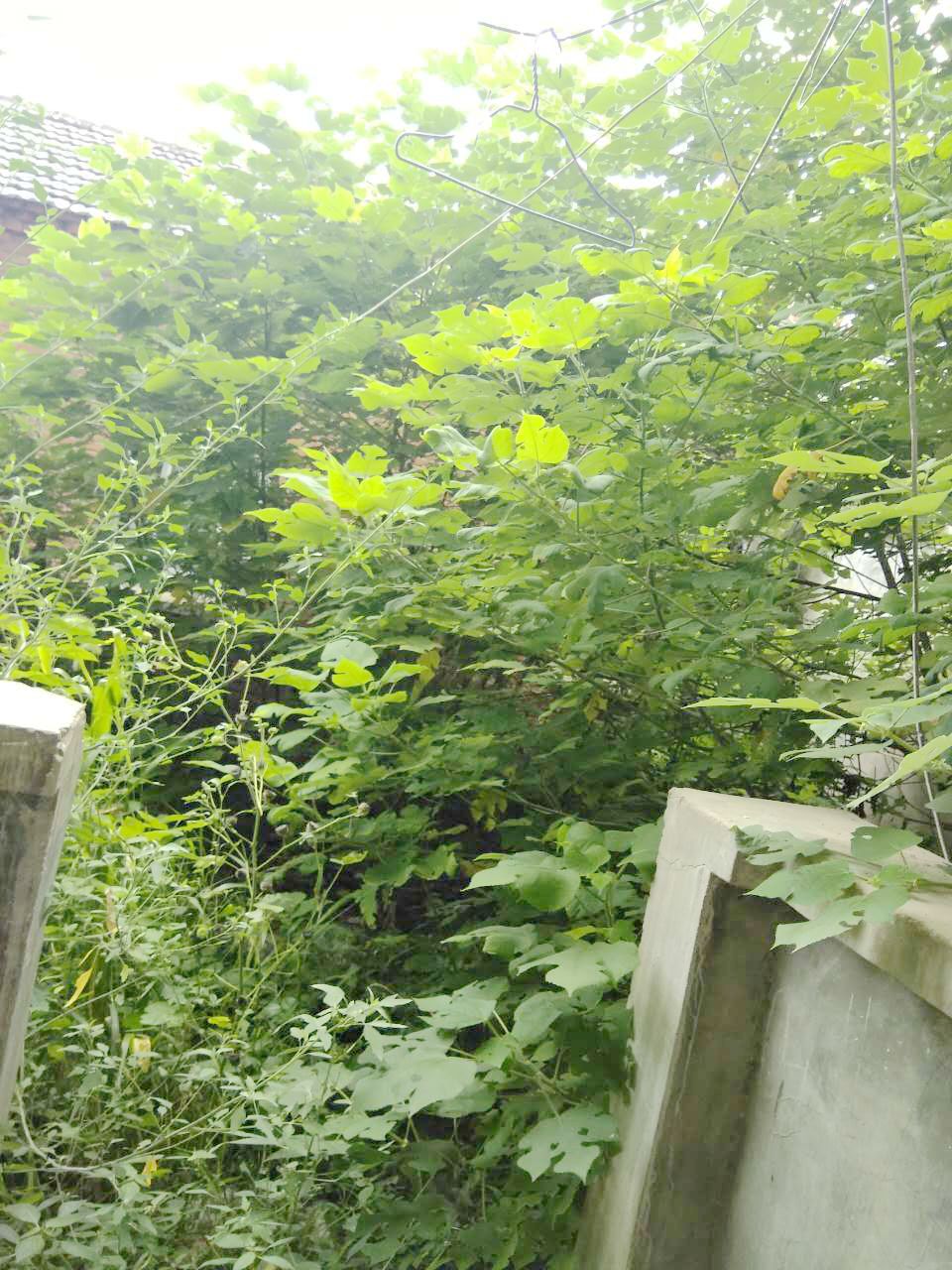 洞泉小区简单装修60平方有院子_7