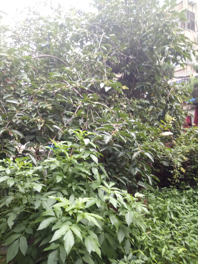 前锋一村 79平 南向三室一卫 交通便利 随时看房_9