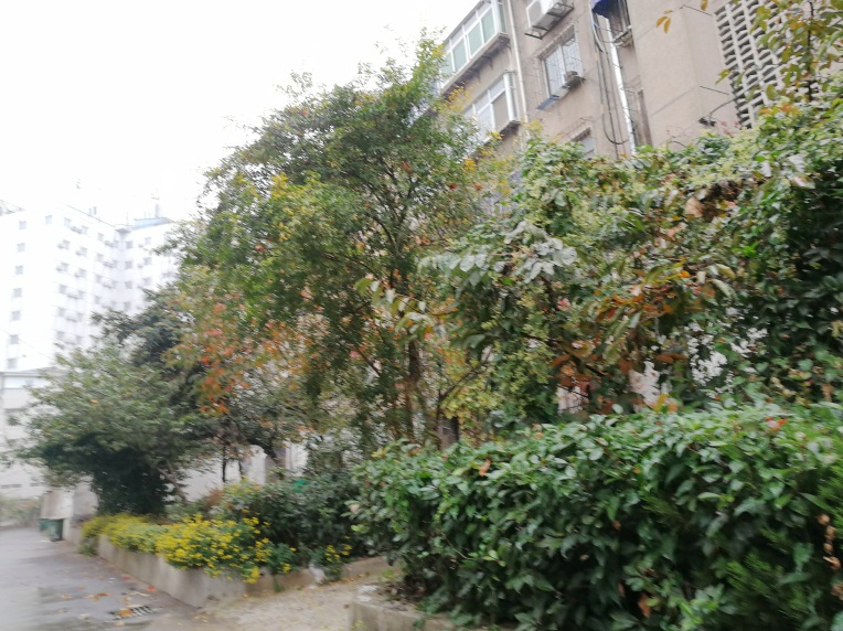 柏园新村多层一楼带前后院子稀缺房源_10