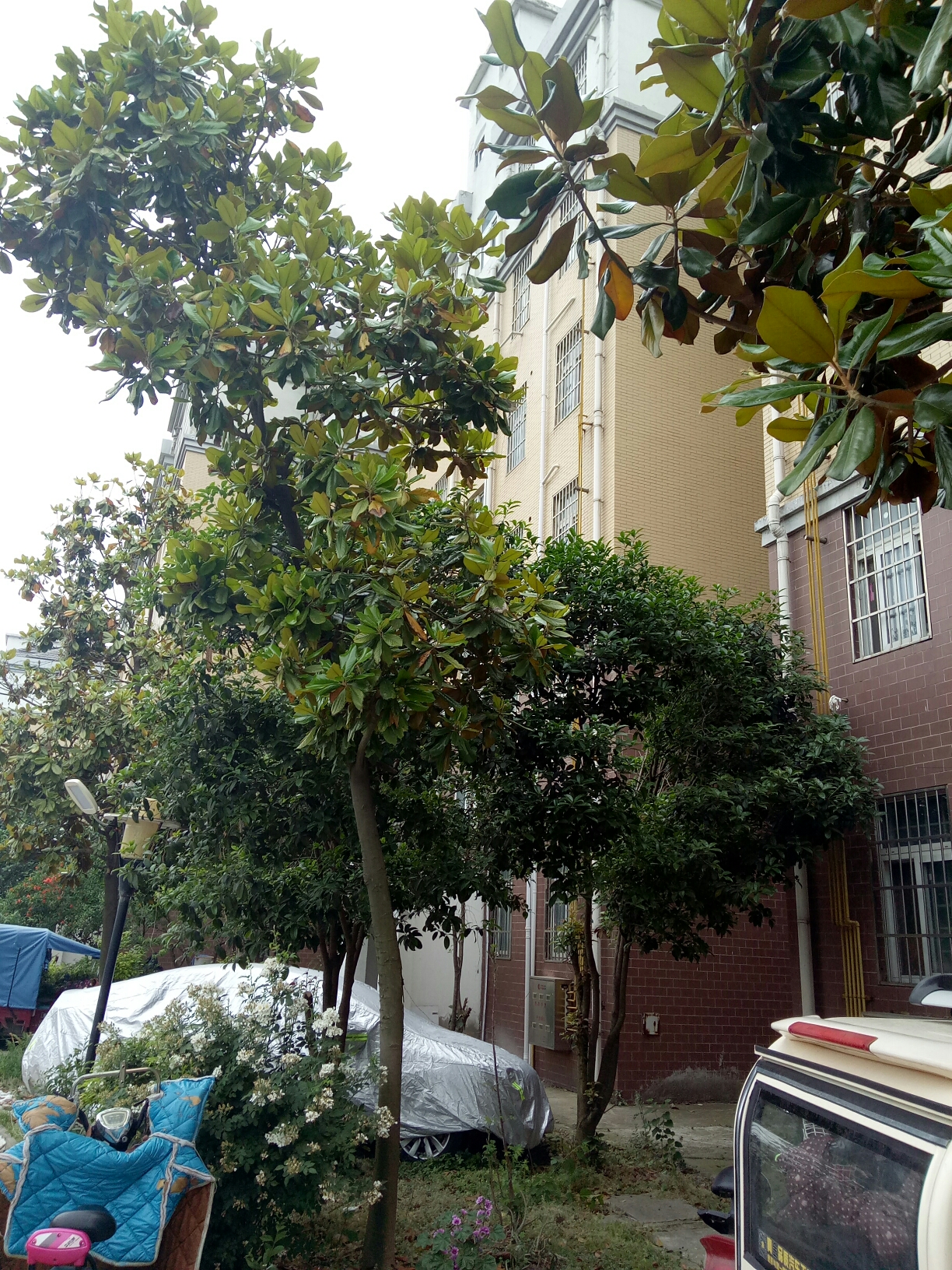 九龙湾3室2厅普装吉房出售_13