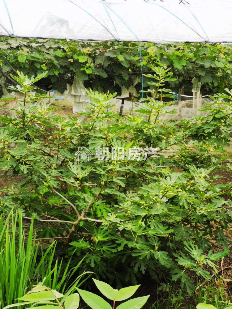 金鑫花园 5280平 大面积土地 地段优越 交通便利